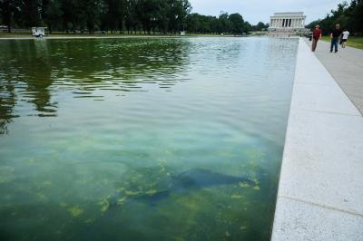 Palm Beach-based contractor is behind Washington D.C. reflecting pool swamp