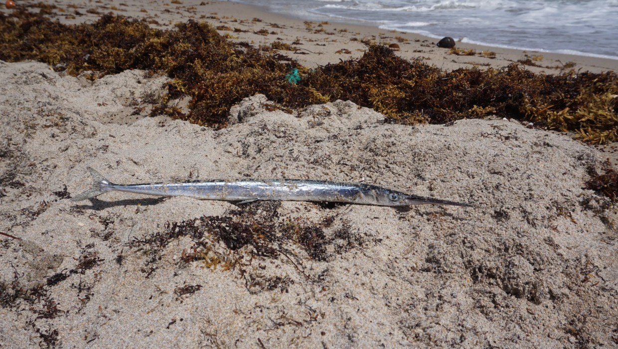 Palm Beach Seeks $3 Million for Red Tide Cleanup as Broward Beaches Remain Open Pending County Test Results