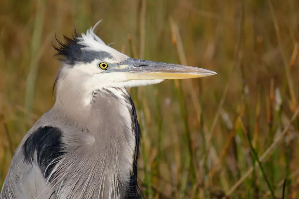 Everglades Activists Worry New Reservoir Deal Doesn’t Go Far Enough