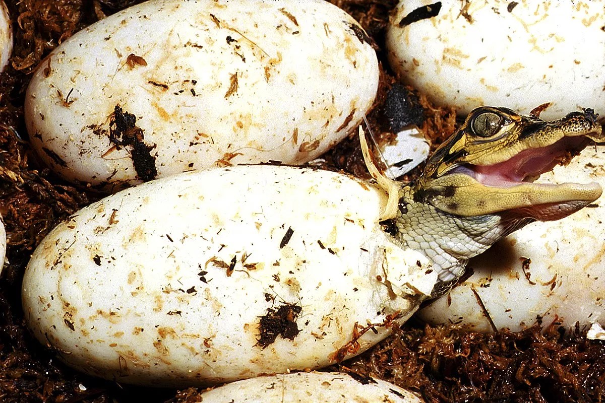 An Undercover Sting Illuminates the Dark Side of Florida’s Booming Alligator Industry