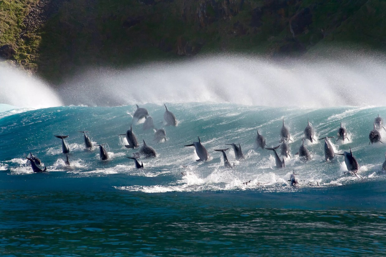 <i>Blue Planet</i> Is Back to Blow Your Mind, Make You Weep for the Seas