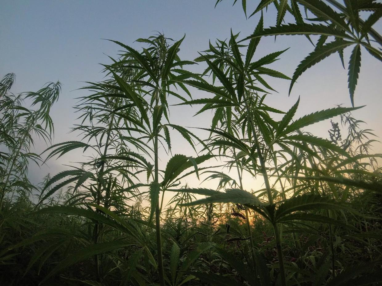 How to Get a Medical Marijuana Card in Florida