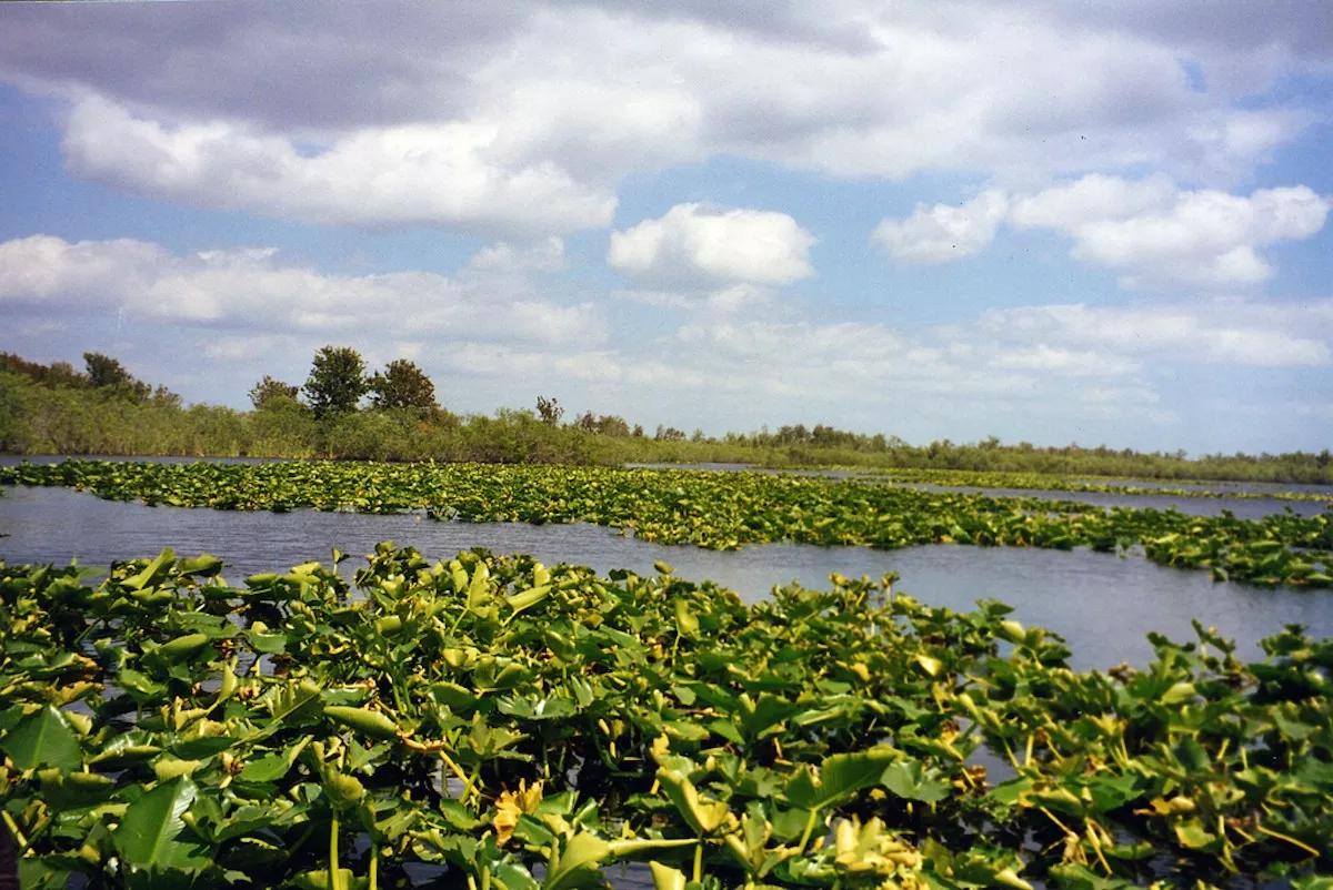 Florida Passed a Sneaky Conservative Legal Rule That Let Judges Allow Glades Oil Drilling