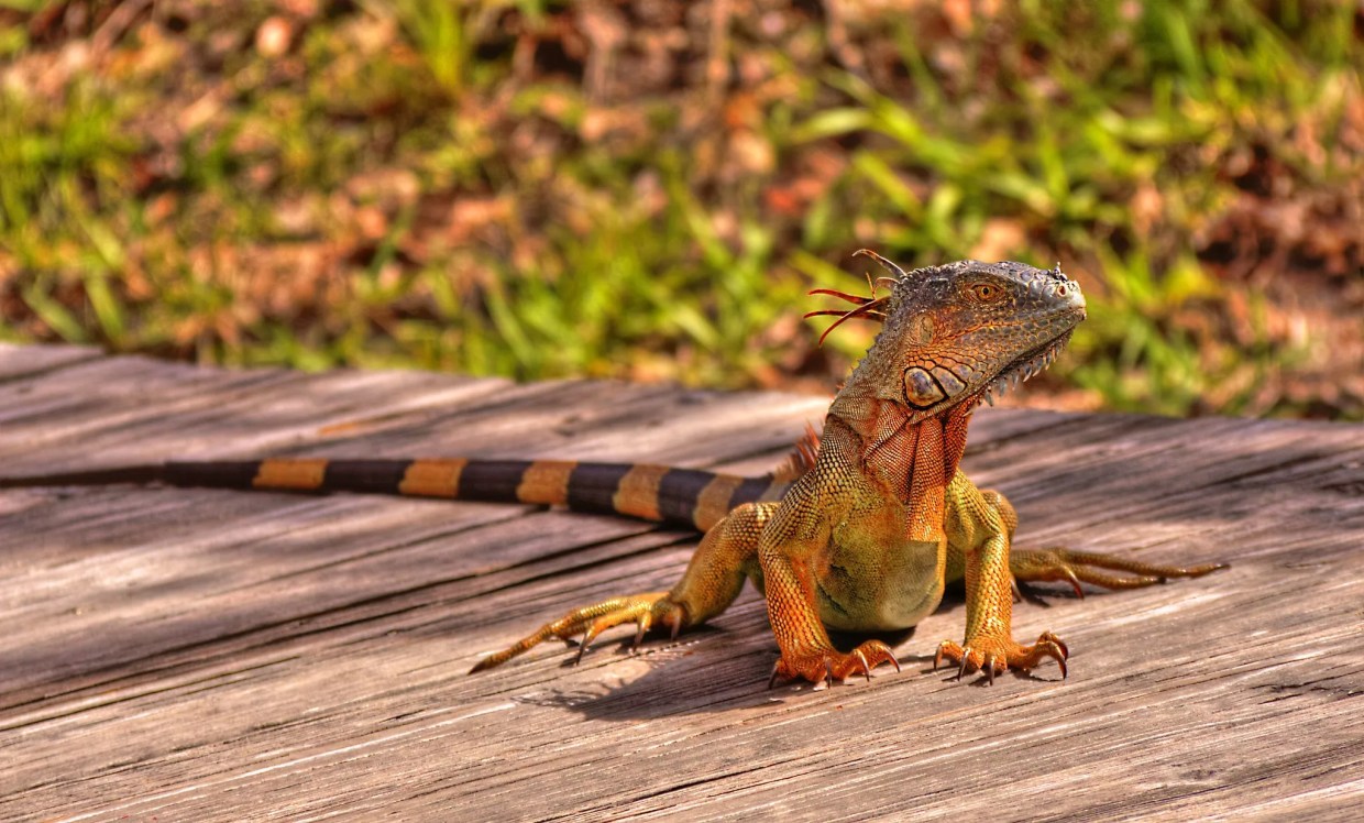 Pellet-Gun-Toting Teens Hunt Iguanas for Cash in Neighborhood Where Pool Boy Was Shot