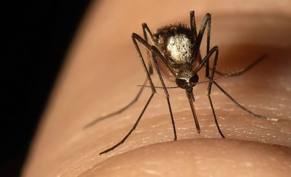 South Florida Has a New Invasive Species, and It’s Not the Tech Bros