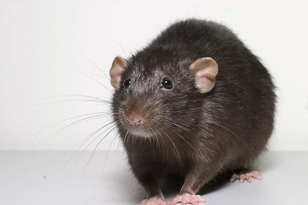 Revisiting the Tale of How Plastic Rats Became Forever Linked to the Florida Panthers