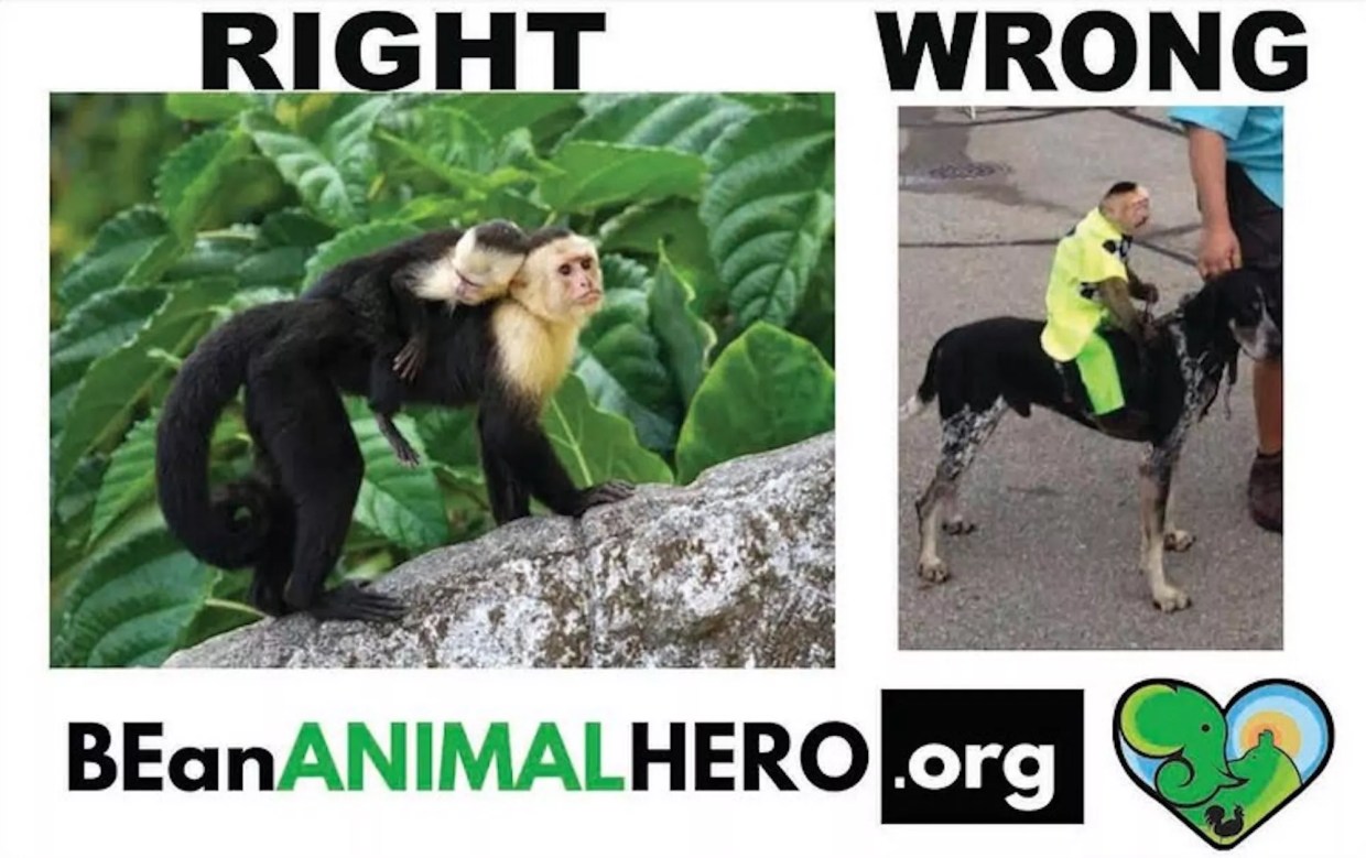 Activists Say Monkeys Dressed Like Jockeys Are “Violently Strapped” to Dogs and Raced at Broward County Fair