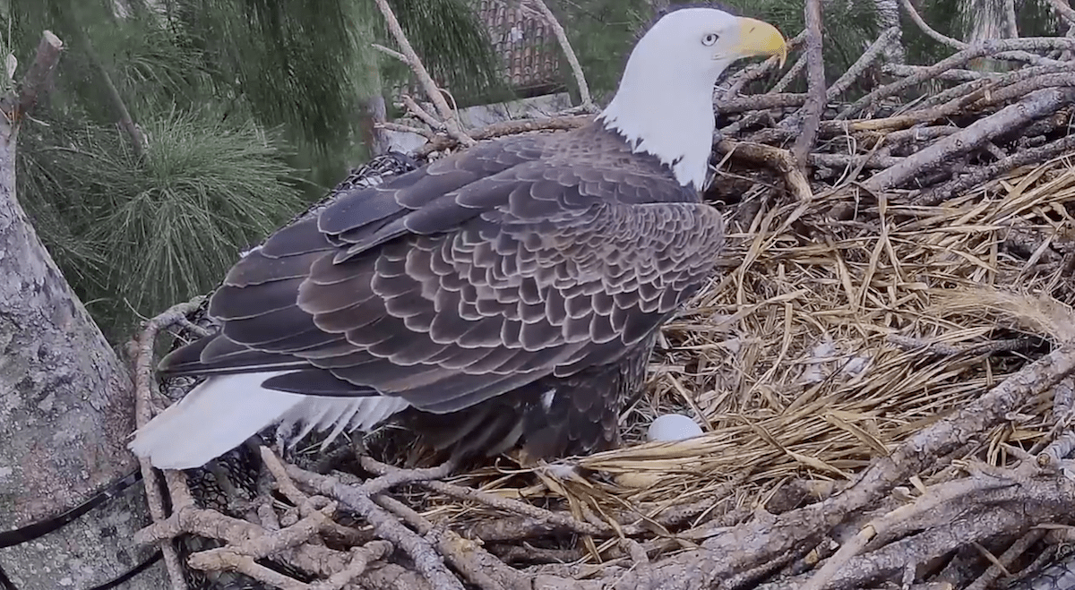 Ron and Rita Are the Feel-Good Bird Story Miami Needs Right Now
