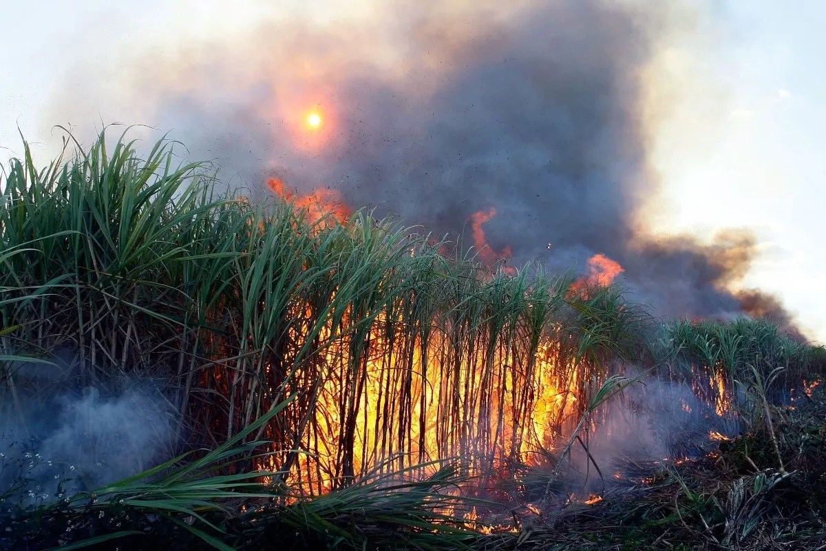Class-Action Lawsuit Against Big Sugar Dismissed; Environmentalists Vow to Fight On