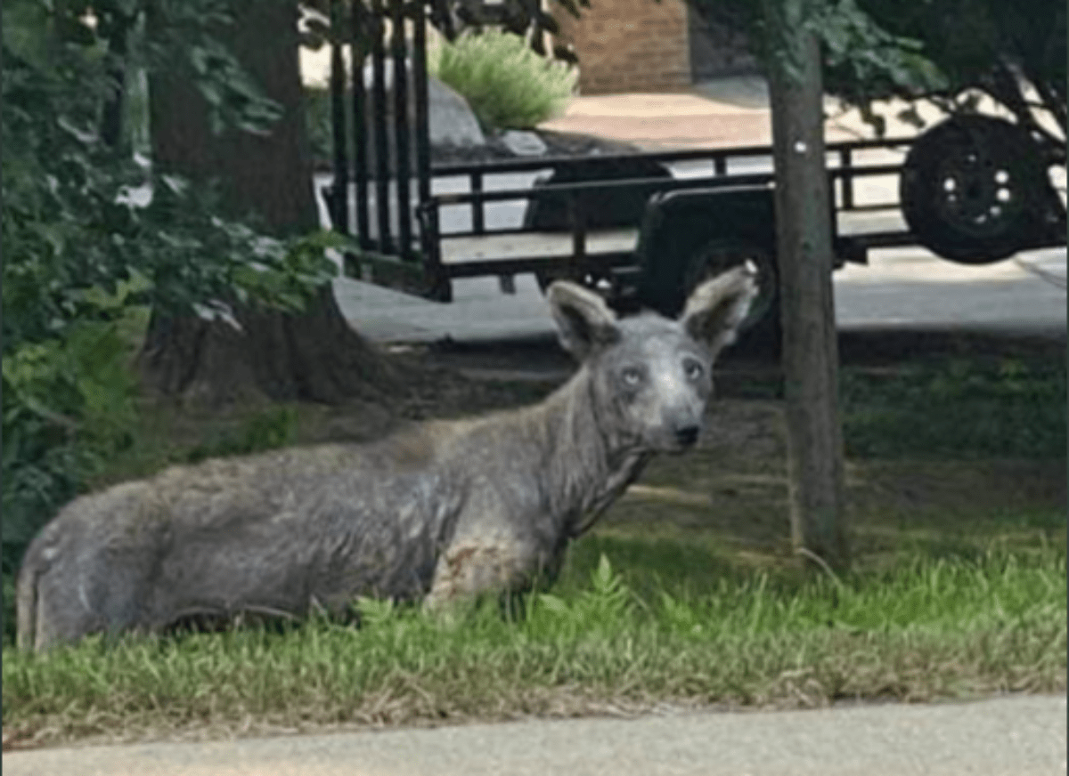 Ron Magill Identifies Tampa’s Mysterious Creature – And It Lives in Miami Too