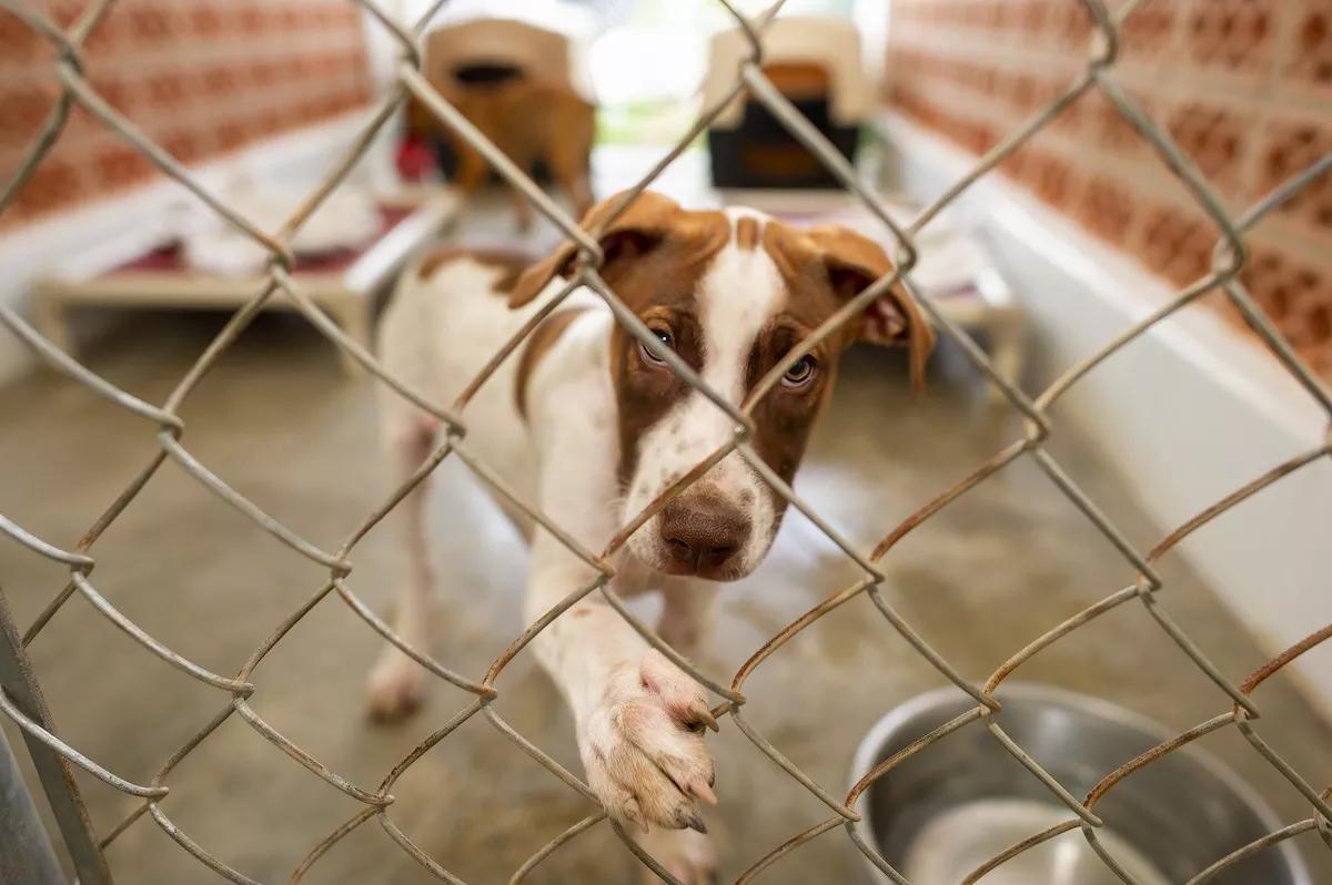 Adopt, Don’t Shop: Where to Adopt Dogs in Miami-Dade and Broward
