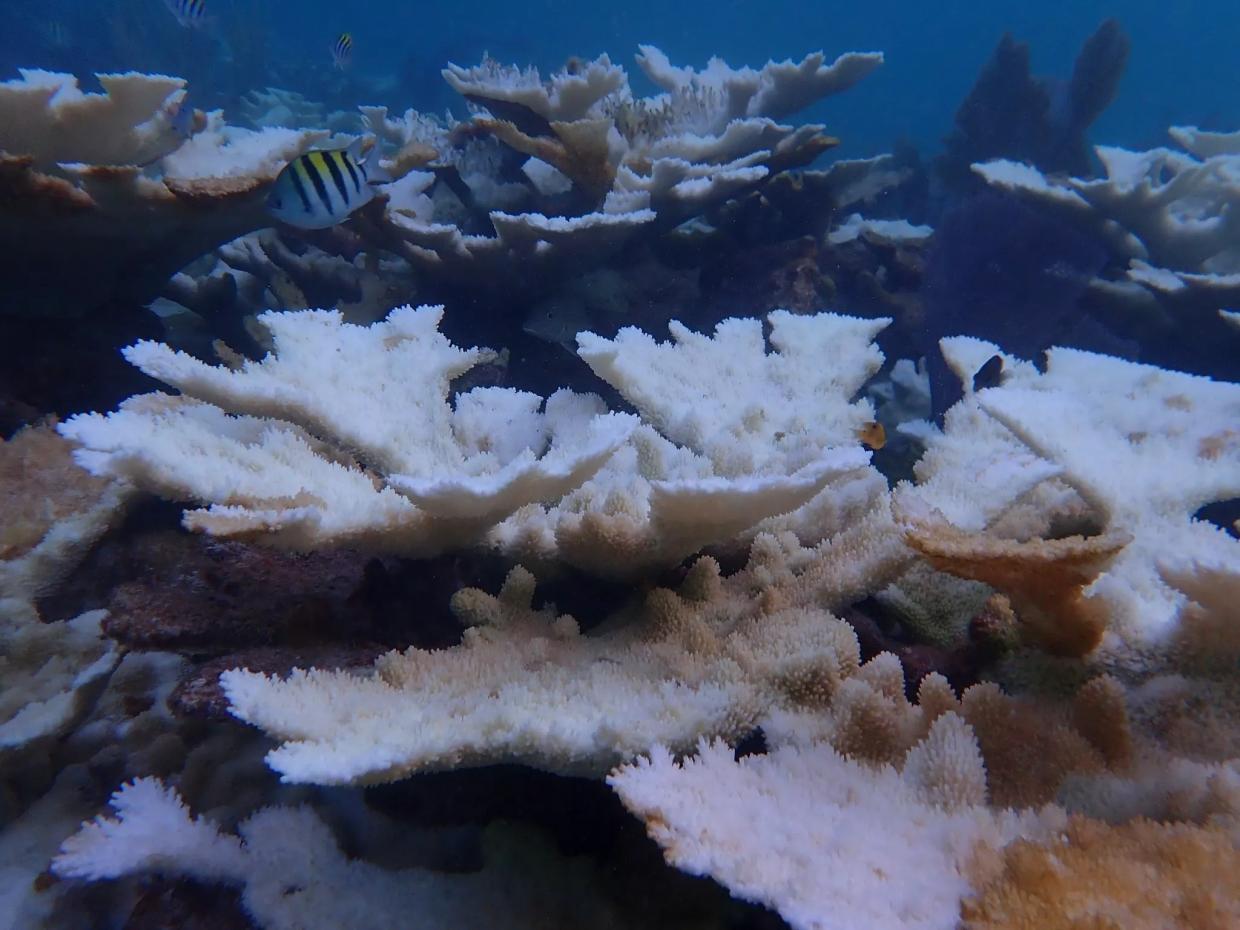 Florida Researcher Says Goodbye to Centuries-Old Coral After Mass Bleaching Event