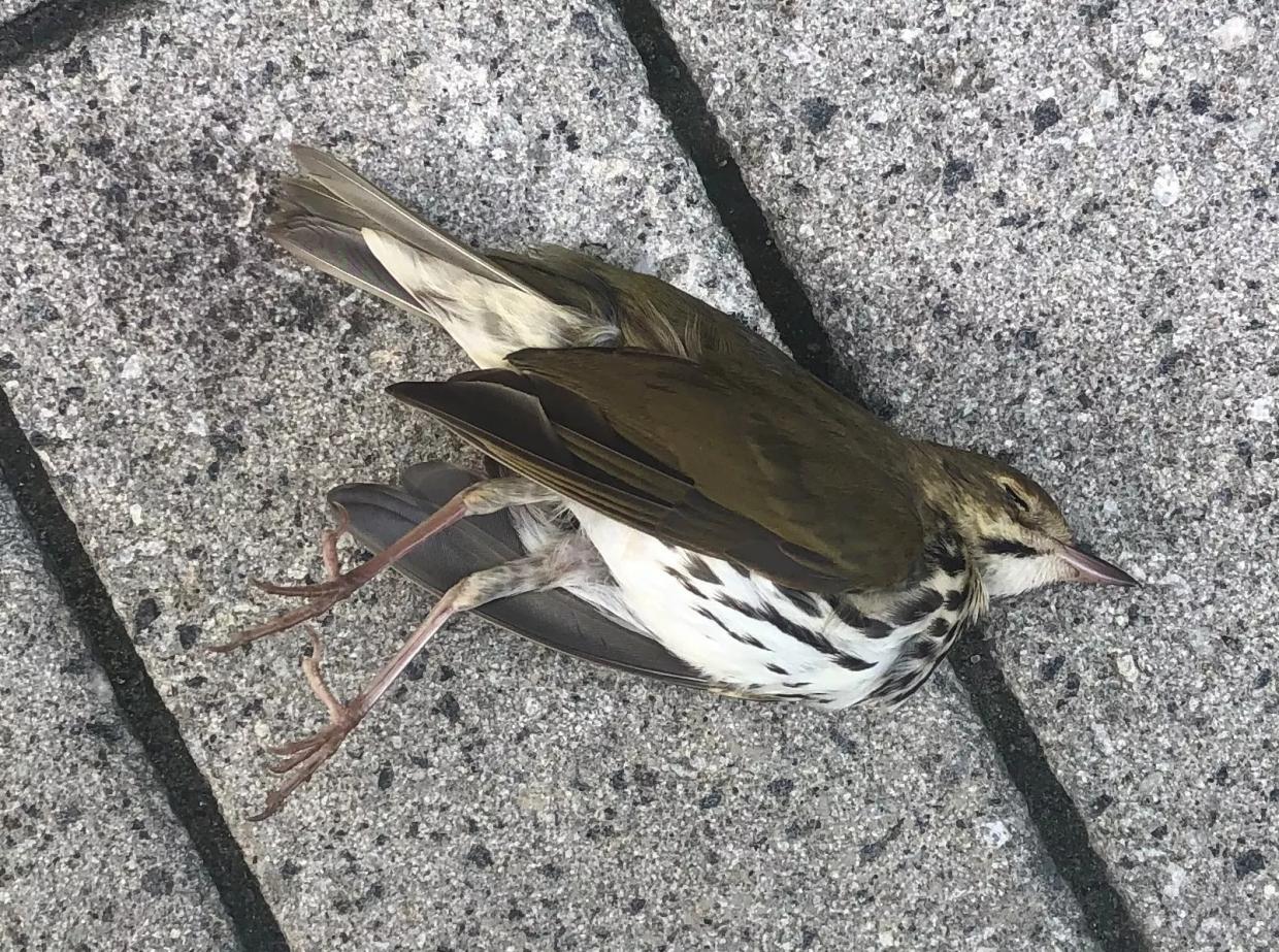 Tropical Audubon Society Needs Help Monitoring Bird Deaths in South Florida