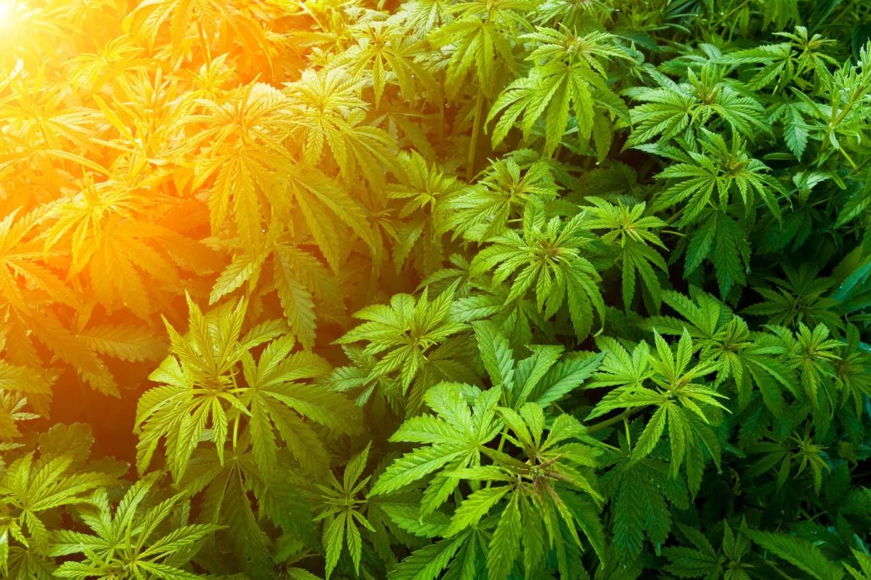 Florida Supreme Court Appears Not to Buy Moody’s Challenge to Recreational Marijuana Amendment