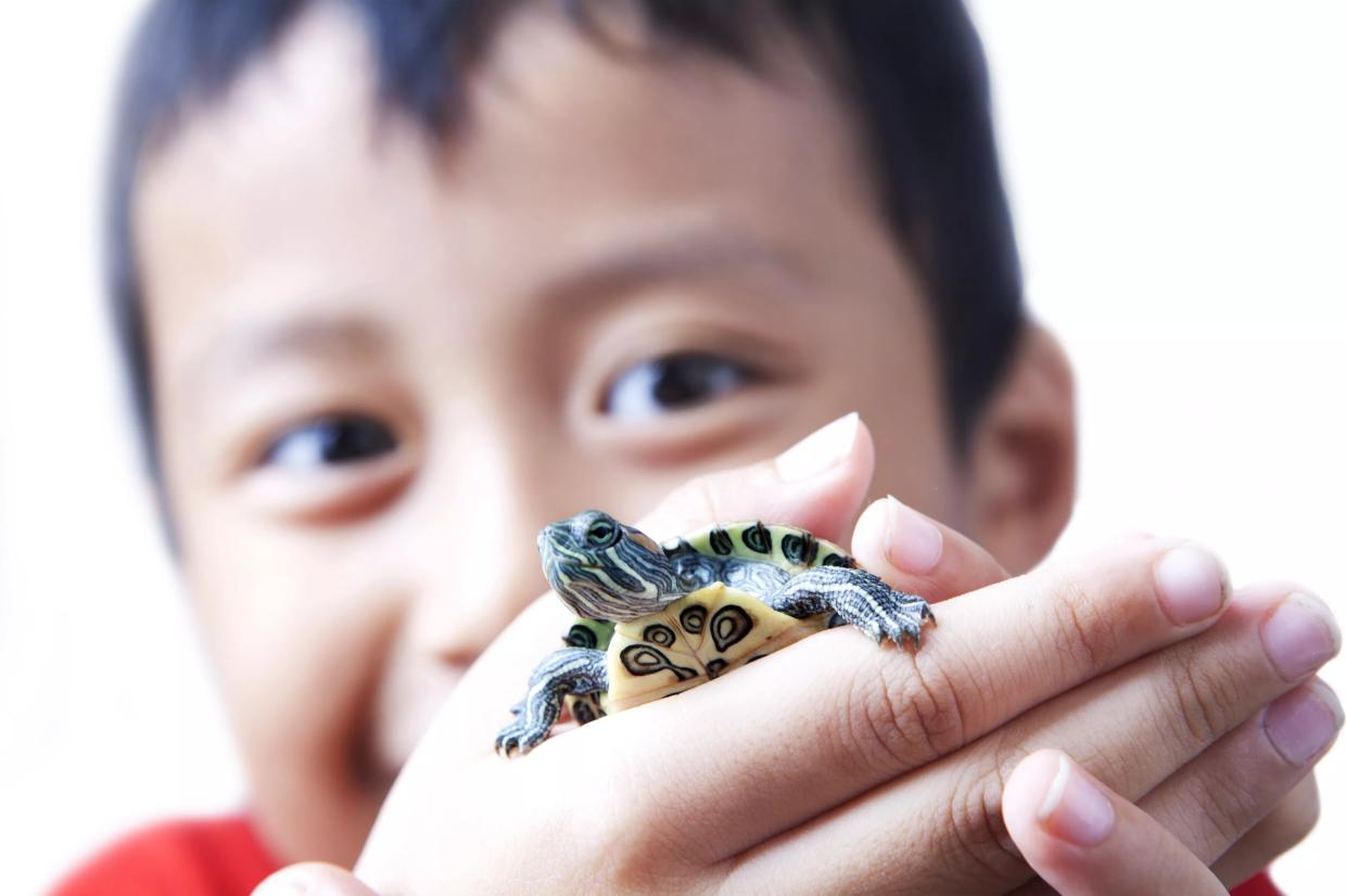 Salmonella Isn’t Cute! Little Turtles Blamed for Florida Outbreak