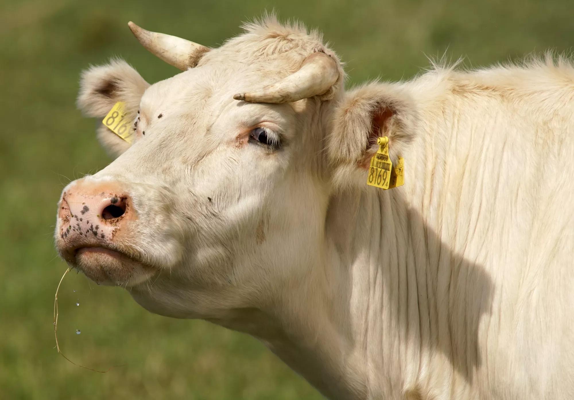 photo of a cream-colored cow or steer wearing an expression that might be interpreted as "I'm not interested in your problems, pal."