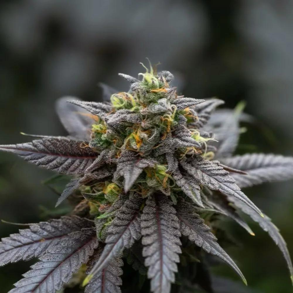 Where to Find Organic Cannabis Amid Pesticide Safety Concerns