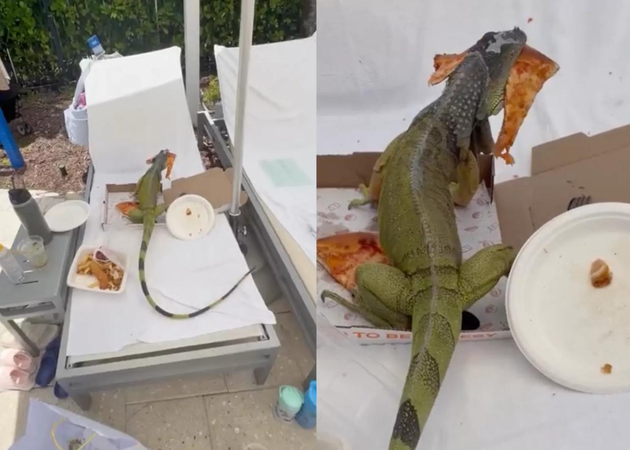 iguana on chair