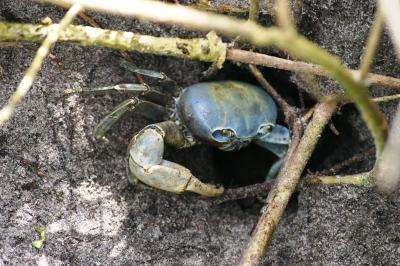 What to Know About South Florida's Migratory, Home-Invading Land Crabs
