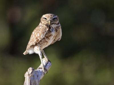 Evicting the Owls: FAU Expansion Threatens Its Own Mascot