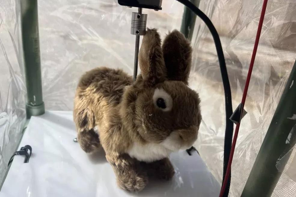 Depicted is a robot bunny University of Florida researchers made to detect Burmese pythons in the Florida Everglades.