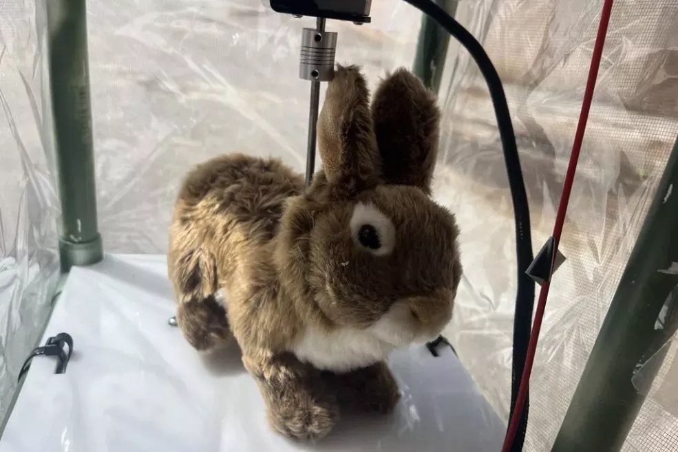 Depicted is a robot bunny University of Florida researchers made to detect Burmese pythons in the Florida Everglades.